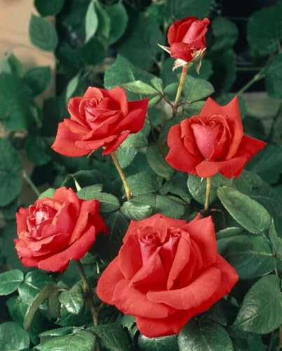 Rosa 'Christoph Columbus' – Winterhart, Mehrjährig – Edelrose – Beetpflanze für Garten & Rabatte