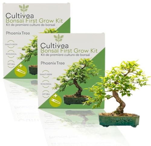 CULTIVEA 2 x First Bonsai-Set - Bonsai-Set - fertig zum Wachsen mit Samen & Zubehör - Geschenkidee für Gartenarbeit | Made in France (Phoenix Tree)