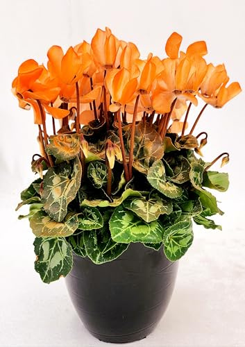 POWERS TO FLOWERS - CICLAMINO COLOR LIFE ARANCIONE, IN VASO CERAMICA NERO, VASO 15CM DIAMETRO, piante vere