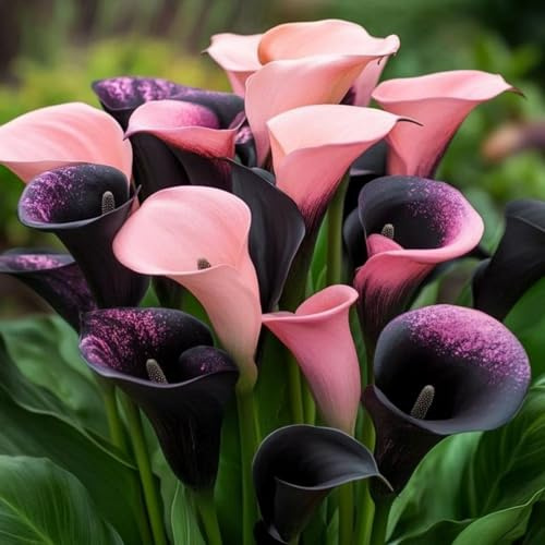 Calla,Piante perenni,Calla pianta vera,resistenti al freddo,Tagliare,Adatto per piante da giardino(non artificiali)-2 bulbi-K