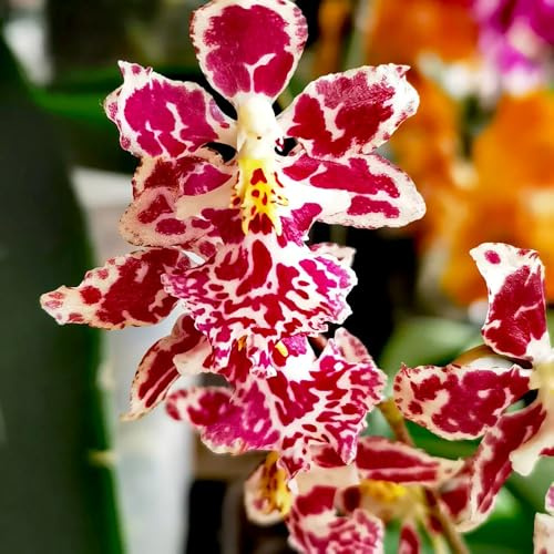 Semi di orchidea Oncidium - resistenti raro semi di come bomboniera estivi copertura del terreno vecchie varietà resistenti per giardini rocciosi da 550pcs