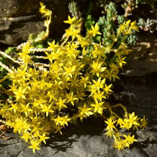 Sedum de cobertura del suelo raros silvestres resistentes en 300semillas