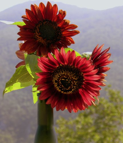 Seedeo Sonnenblume Claret F1 (Helianthus annuus) 20 Samen