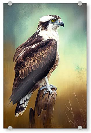 artboxONE Acrylglasbild 30x20 cm Tiere Fischadler-Aquarell Bild hinter Acrylglas - Bild Kunst Farbe fischadler
