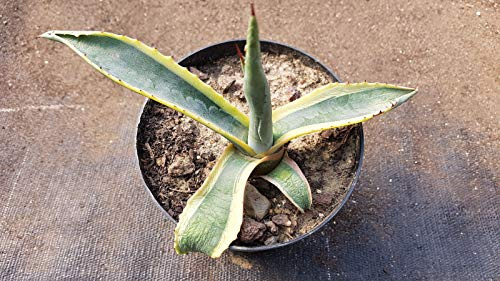 Portal Cool Agave Americana Variegata