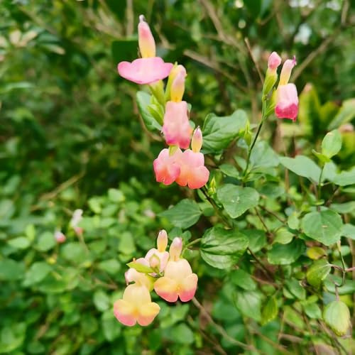 salvia - semi selvatici di giardino interni semi trepadora trepadoras 350pcs