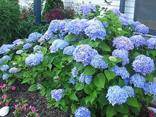 Nikko Blue Hydrangea - Quart Pot
