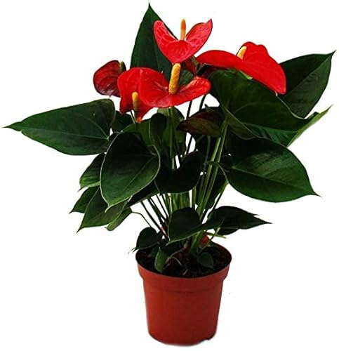 Flor Natural de Interior Anturio Rojo - Anthurium -
