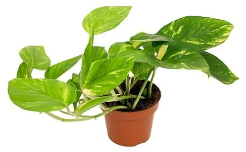 Poto Natural: la Planta que te Ayuda a Crear un Ambiente Zen en tu Hogar