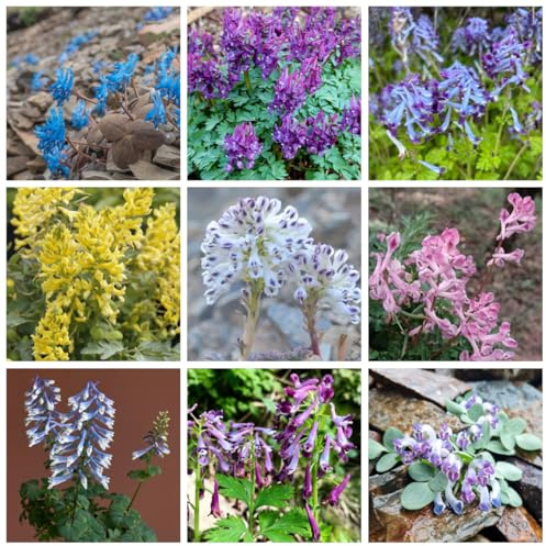 semillas de espuela de caballero jardín cobertura del suelo exóticas resistentes, decoración jardín para exteriores, semillas 130pcs