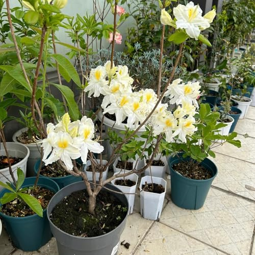 semi di rododendro - azalea - balcone resistenti, azalee da giardino rocciose resistenti, balcone, 65pcs