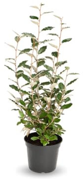 Attitude Jardin - Eleagnus ebbingei- plantes de haies - 90-100 cm - ⌀ 20 cm - plante d'extérieur