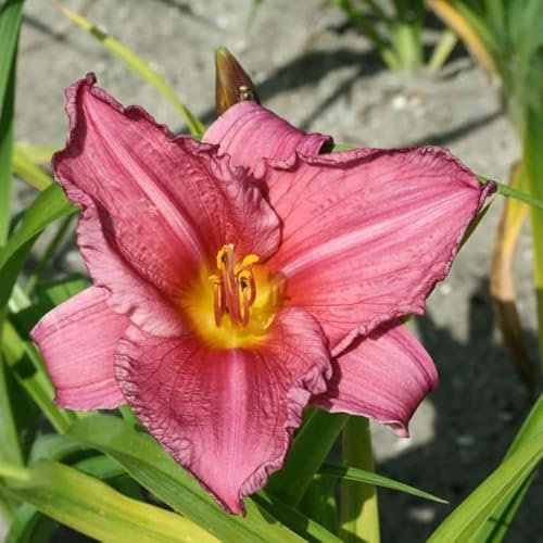 6x Lis d’un jour 'Summer Wine' – Hemerocallis 'Summer Wine' – Godet 9x9cm | Fleurs rouge pourpre, très florifère