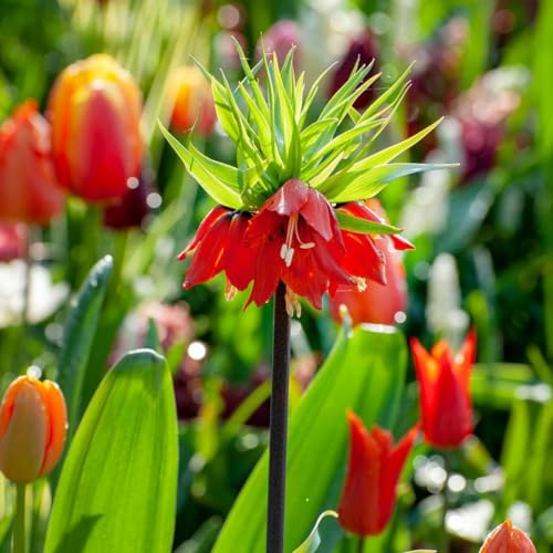Plant in a Box - Fritillaria Rubra - Bulbes à fleurs x3 - Fleur fritillaire rouge - Fleurs hautes