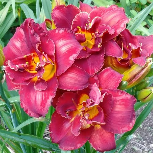 Taglilien Pflanzen, Gardening,Winterhart pflanzen, Blumenzwiebel Mix, Mysteriöse magische Glühbirne,Luftreinigung -5 Taglilie Zwiebeln-D