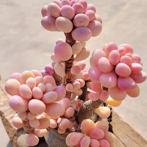 semillas suculentas resistentes, jardín de rocas raras decorativas silvestres perennes 40pcs