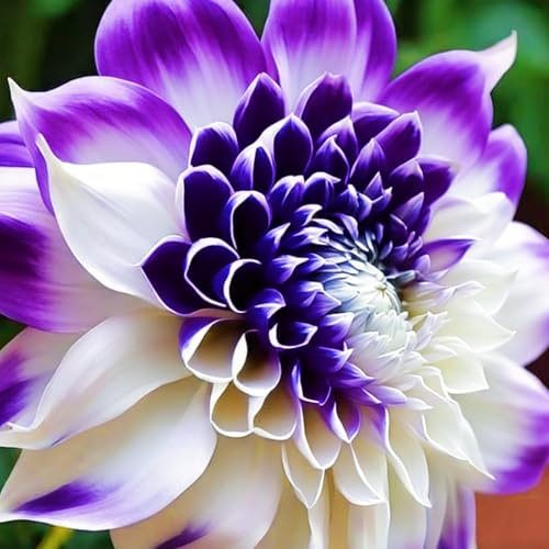 Dalia - Perenne resistente, mezcla de colores, espectáculo impresionante, fácil de cultivar, ideal para balcones y jardines al aire libre-4Rizomas-A