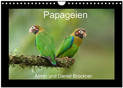 Papageien (Wandkalender 2024 DIN A4 quer), CALVENDO Monatskalender: Die schönsten Vögel der Welt (CALVENDO Tiere)
