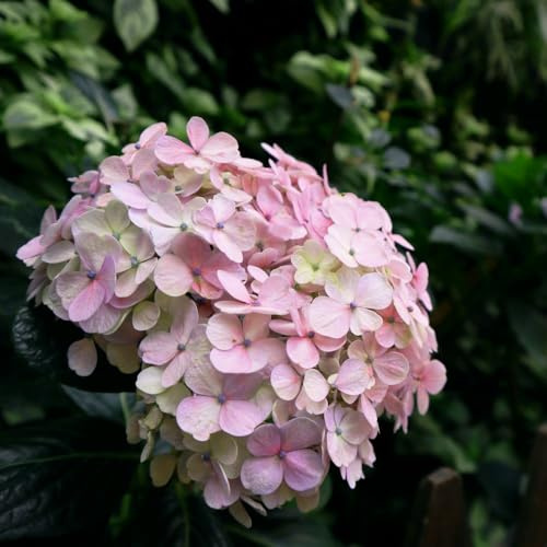 Hydrangea macrophylla 'Bouquet Rose' – Compact Mophead Hydrangea with Profusion of Lilac-Pink Flowers, Ideal for Borders & Containers - 2X 3.6 Litre Potted Plants by Thompson & Morgan