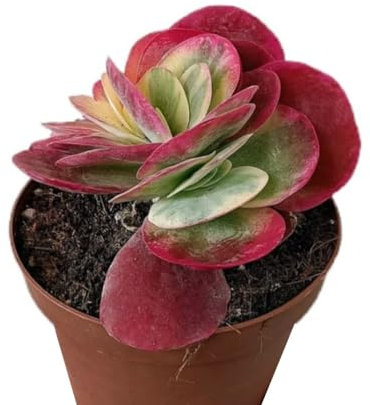 Planta Crasa Kalanchoe Thyrsiflora Variegata, en maceta de 13 cm. Planta de las orejas de burro. Suculenta con hojas gruesas y bordes rojos y cremosos. Segura Garden.
