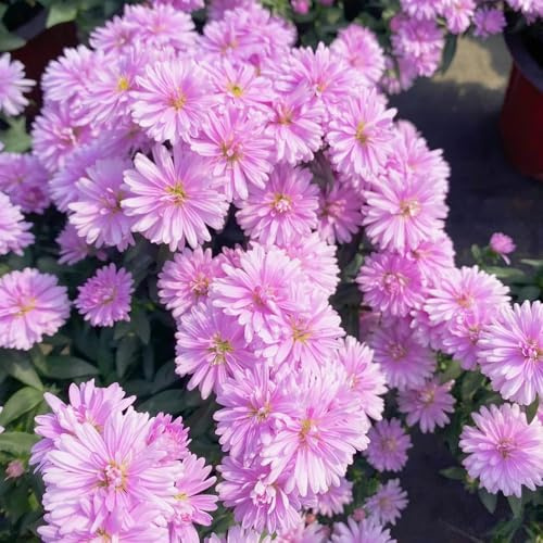 Aster prato selvatico, autunno, semi astro perenni decorazioni primavera giardino per esterni decorazione sala soggiorno autunno resistenti 75pcs