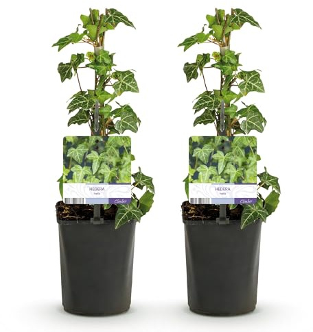 GreenboutiQ - Kletterpflanze - Hedera helix Glacier - Blatt Bunt - Immergrün - 2 Pflanzen - Topf 11cm Höhe 40cm