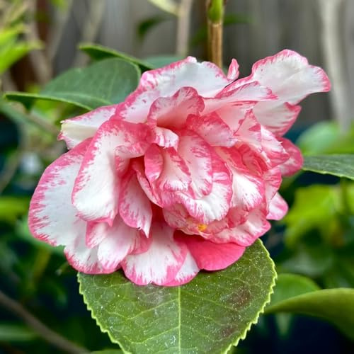 camelia resistente giardino perenne resistenti all'inverno semi di perenne medicinali semi giardino bonsái scalatrici 45pcs
