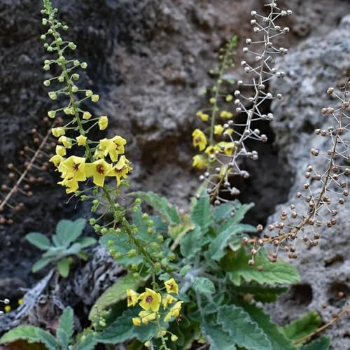 Semi di verbasco, Verbascum thapsus, perenne resistente di verbasco, Le da balcone sono perenni resistenti 200pcs