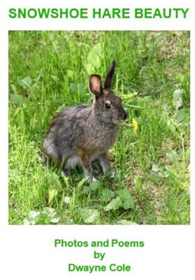 Snowshoe Hare Beauty