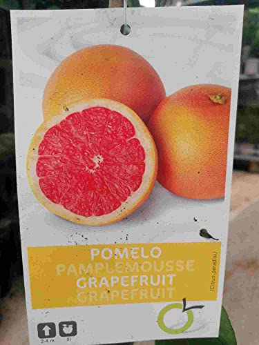 Citrus paradisi 'Star Ruby' - Rote Grapefruit, 100-130 cm / C17, Ertragreiche Zitruspflanze, Pflegeleicht & Dekorativ, Ideal für Terrasse & Wintergarten