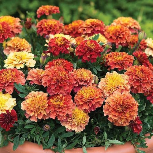 semillas de caléndula perenne, elevadas para jardín resistentes Tagetes patula para pleno sol, Decoración 500pcs
