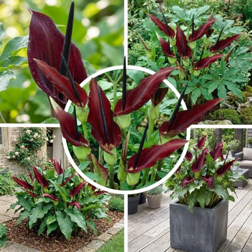 FLORIUM Dracunculus vulgaris, 1 Zwiebel in Großformat 30/32, Exklusive Blumenzwiebeln, Pflanzen und Blumen aus Holland, winterhart und mehrjährig für Garten, Töpfe, aus Amsterdam