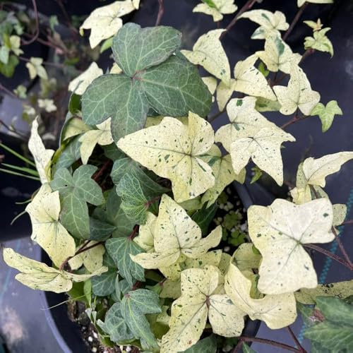 efeusamen - exotische winterharte kübelpflanzen deko garten 200pcs