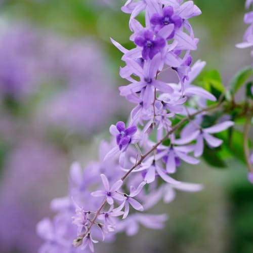 petrea volubilis - winterharte kübelpflanzen, schattenpflanzen gartenblumen, kräuterpflanzen bio blumenbeet, hängepflanze winterharte deko balkon 25samen