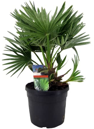 Plant in a Box - Chamaerops 'Vulcano' - Winterhart - Mediterrane Zwergpalme - Topf 19cm - Höhe 35-45cm - Gartenpflanze