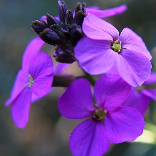6x Goldlack 'Bowles Mauve' - Erysimum 'Bowles Mauve' - Topf 9x9cm - Duftende Blütenstaude