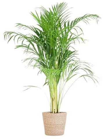 Areca-Palme Dypsis Goldfruchtpalme – Zimmerpflanze 100cm Ø21cm – Mit Natur-Korb Sofia Seegras Beige – Luftreinigende Tropenpflanze für Wohnzimmer & Büro