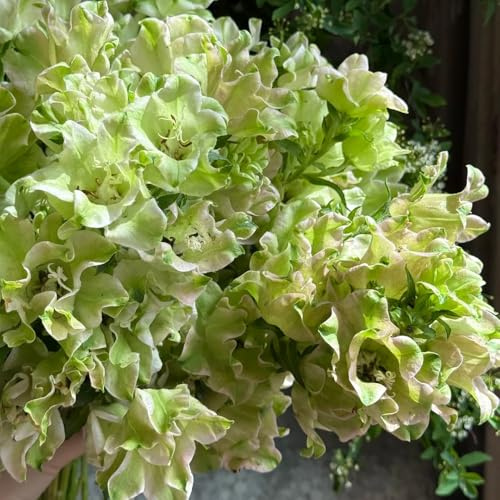 semi di campanula, esotiche giardino resistenti perenni decorative balcone 850pcs