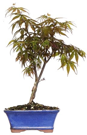 KENTIS - Bonsai Acer Palmatum Skeeter's Broom - Acero Palmato - Pianta Vera da Esterno Ornamentale - H 32/42 cm Vaso in Ceramica 18 cm