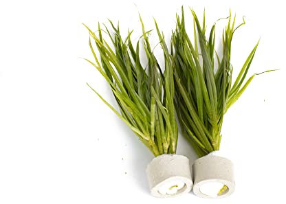 PondPlantsUK 2 x Live Plants for aquascaping, mosses, Fern, Tropical Aquatic Plants in Ceramic Weights (Blyxa Japonica)