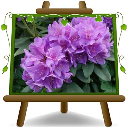 Rhododendron violet Goldflimmer Plantes ornementales sur pot 22 cm.