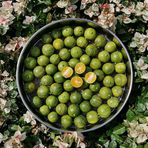 semillas de limonero - perennes resistentes variedades antiguas orgánicas balcón Decoración jardín exteriores interior purificadoras 150pcs