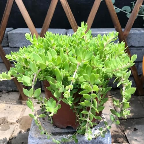 semillas de sedum resistentes - exóticas, para exterior. variedades antiguas, jardín 10pcs