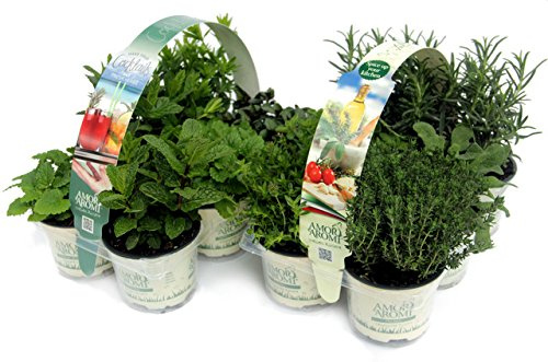PIANTE AROMATICHE fresche COCKTAIL + MIX (in vaso Ø 9 cm) N.6 x 2 pack
