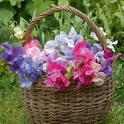 Sweet Pea Seeds ‘Sweet Dreams’ – Fragrant, Award-Winning Varieties – Perfect for Cutting, Climbing & Cottage Gardens - 1x Seed Packet by Thompson & Morgan
