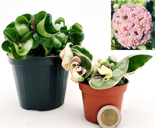 POWERS TO FLOWERS - HOYA CONTORTA VERDE E VARIEGATA, VASO 9 E 6CM, piante vere