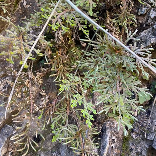 rosa di gerico - Selaginella tamariscina - d'appartamento esotiche bulbi giardino roccioso in vaso balcone serre balcone resistenti, adatte al 7bulbi