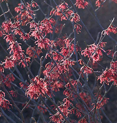 Zaubernuß Washington Park 30-40cm - Hamamelis intermedia - lebende Gartenpflanze aus den Baumschulen