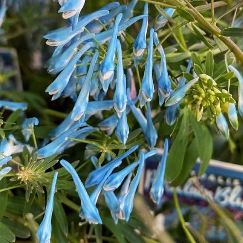 Delphinium semi di tappezzanti resistenti al freddo semi di delphinium balcone insoliti Decorazioni giardino per esterni 60semi