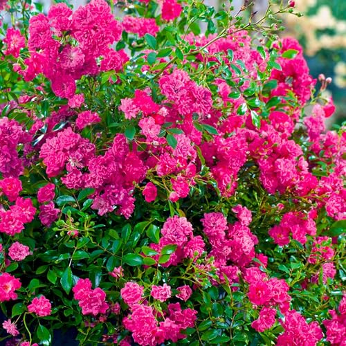 Rose Lovely Fairy- Bodendeckerrose himbeerroten Blüten - Kleinstrauchrose Pflanze Winterhart Halbschattig von Garten Schlüter - Pflanzen in Top Qualität